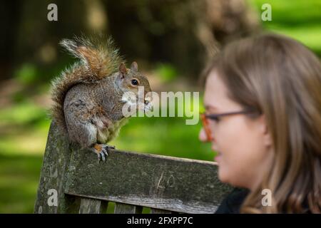 London, Großbritannien. 27 Mai 2021. Wetter in Großbritannien: Eine Frau, die im St. James’s Park bei Sonnenschein und wärmeren Temperaturen ein graues Eichhörnchen füttert. Kredit: Stephen Chung / Alamy Live Nachrichten Stockfoto