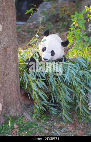 Bei bei bei isst der Riesenpanda in seinem Gehege im Smithsonian National Zoo in Washington DC, Vereinigte Staaten von Amerika, Nordamerika, Bambus Stockfoto