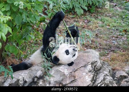 Bei bei bei isst der Riesenpanda in seinem Gehege im Smithsonian National Zoo in Washington DC, Vereinigte Staaten von Amerika, Nordamerika, Bambus Stockfoto