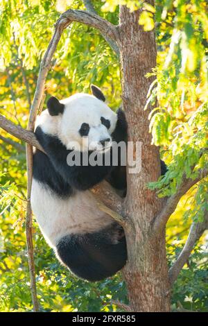 Bei bei bei klettert der Riesenpanda in seinem Gehege im Smithsonian National Zoo in Washington DC, USA, Nordamerika, auf einen Baum Stockfoto