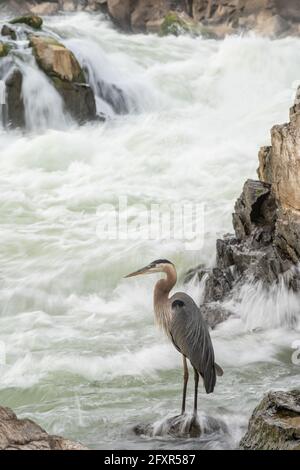 Great Blue Heron bei Great Falls am Potomac River in der Nähe von Potomac, Maryland, Vereinigte Staaten von Amerika, Nordamerika Stockfoto