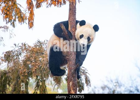 Bei bei bei klettert der Riesenpanda in seinem Gehege im Smithsonian National Zoo in Washington DC, USA, Nordamerika, auf einen Baum Stockfoto