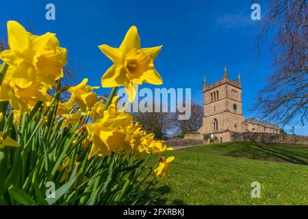 Blick auf Narzissen und St. Leonard's Church, Scarcliffe bei Chesterfield, Derbyshire, England, Vereinigtes Königreich, Europa Stockfoto