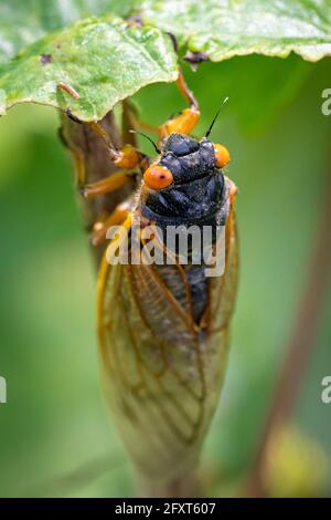 Eine rotäugige, 17-jährige Brut X cicada vollendet ihre Umwandlung auf einer Pflanze in den Wäldern von Virginia. Stockfoto