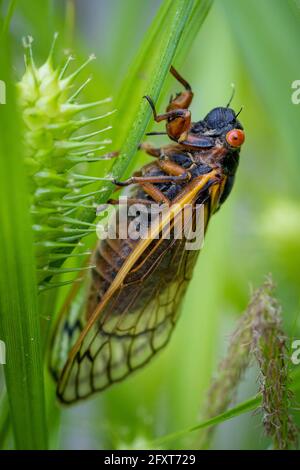 Eine rotäugige, 17-jährige Brut X cicada vollendet ihre Umwandlung auf einer Pflanze in den Wäldern von Virginia. Stockfoto