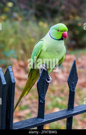 Ringhalssittich, Psittacula krameri, Kensington Gardens, London, England, VEREINIGTES KÖNIGREICH Stockfoto