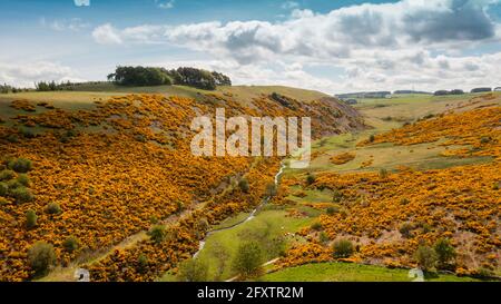 Lauder Valley, Großbritannien. Mai 2021. Wetter in Großbritannien. Während das gute, warme und sonnige Wetter in den kommenden Tagen in ganz Großbritannien auftritt, blühen im Lauder Valley, Scottish Borders, das Teil des Southern Upland Way ist, die bunten, leuchtend gelben Ginstersträucher in voller Blüte. Der Bach der Brennmühle fließt durch das Zentrum des Tales. Quelle: phil wilkinson/Alamy Live News Stockfoto