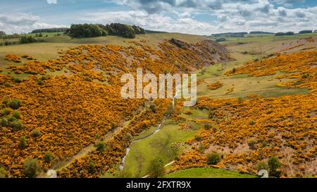 Lauder Valley, Großbritannien. Mai 2021. Wetter in Großbritannien. Während das gute, warme und sonnige Wetter in den kommenden Tagen in ganz Großbritannien auftritt, blühen im Lauder Valley, Scottish Borders, das Teil des Southern Upland Way ist, die bunten, leuchtend gelben Ginstersträucher in voller Blüte. Der Bach der Brennmühle fließt durch das Zentrum des Tales. Quelle: phil wilkinson/Alamy Live News Stockfoto