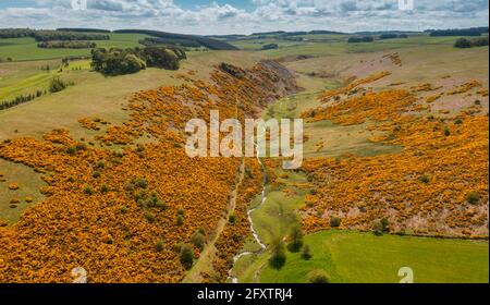 Lauder Valley, Großbritannien. Mai 2021. Wetter in Großbritannien. Während das gute, warme und sonnige Wetter in den kommenden Tagen in ganz Großbritannien auftritt, blühen im Lauder Valley, Scottish Borders, das Teil des Southern Upland Way ist, die bunten, leuchtend gelben Ginstersträucher in voller Blüte. Der Bach der Brennmühle fließt durch das Zentrum des Tales. Quelle: phil wilkinson/Alamy Live News Stockfoto