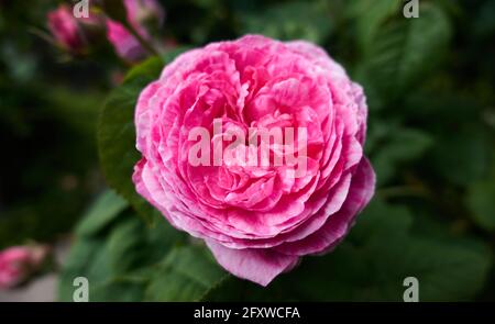 Schöne rosa Rose im Garten auf einem unscharfen natürlichen grünen Hintergrund. Japanische Rose sieht aus wie Pfingstrose mit perfektem Duft. Hochwertige Fotos Stockfoto