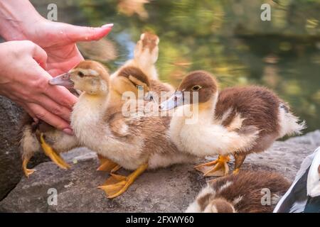 Eine Frau hält ein gelbes kleines Entlein in der Handfläche auf einem grünen Hintergrund. Niedliche kleine Enten stehen an einer Seeufer. Landwirtschaft, Stockfoto