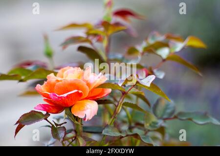 Orangenrose im Garten - Nahaufnahme Stockfoto