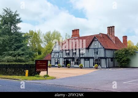 Der weiße hirsch in Great Yeldham, Essex. Stockfoto