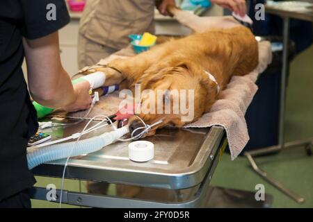 Hund unter Narkose mit Sugery im Tierkrankenhaus Stockfoto