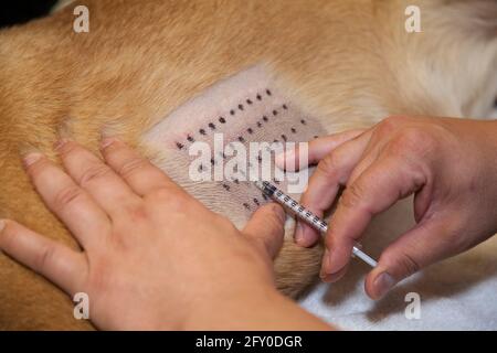 Hund bekommt einen Schuss von Tierarzt in der Tierklinik Stockfoto
