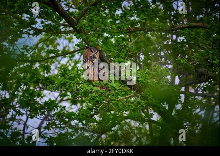 Eurasische Adlereule (Bubo bubo), die auf einem Ast in einem Baum sitzt, Heinsberg, Nordrhein-Westfalen, Deutschland Stockfoto