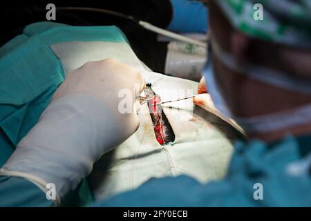 Hund unter Narkose mit einer Operation im Tierkrankenhaus Stockfoto