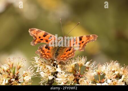 Komma Schmetterling in Ruhe auf Schwarzdorn blüht im frühen Frühling. Hertfordshire, England, Großbritannien. Stockfoto