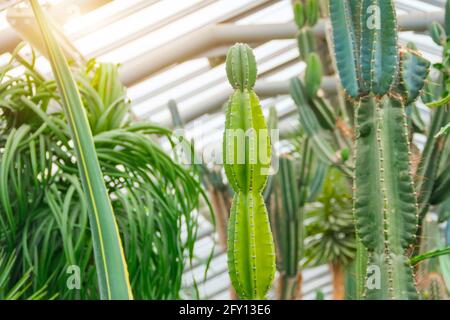 Tropische Pflanze Kaktus cactaceae, cereus hildmannianus peruanischen Apfel Gewächshaus Stockfoto