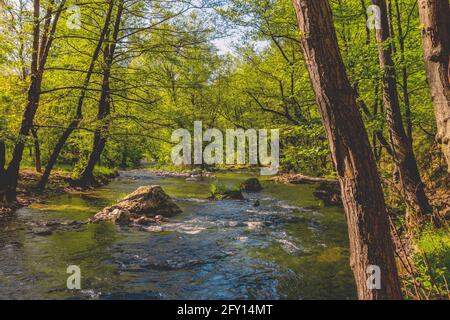 Ein Fluss mit großen Felsen und Bäumen Das Ufer Stockfoto