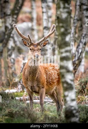 Wilder Rothirsch, der im Bracken des Derbyshire Peak District Forest mit Geweihen und orangegrünen Frühlingsfarben steht. Nahaufnahme der Kamera groß Stockfoto