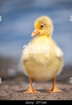 Schöne süße flauschige gelbe Baby Gänseküken isoliert allein keine Menschen. Frühling wild Kanada Gans Jungvögel neugeborenes Huhn, das kein anderes Entlein aufschaut Stockfoto