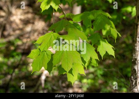 Nahaufnahme einer abstrakten Ansicht eines Astes üppig grüne Blätter auf einem roten Ahornbaum (acer rubrum) im Frühjahr oder Sommer, mit defokussierten Hintergrund Stockfoto