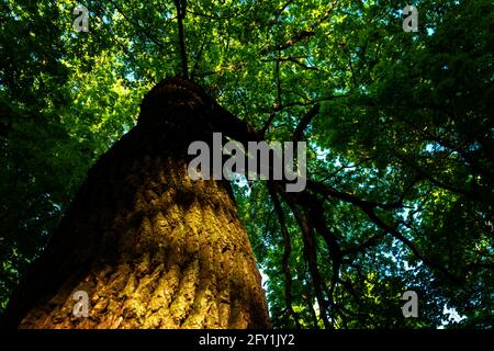 Ein Eichenstamm, der von der Abendsonne im Wald aus einer niedrigeren Perspektive beleuchtet wird. Stockfoto