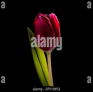 Rote Tulpe aus Amsterdam auf schwarzem Hintergrund im Studio Stockfoto