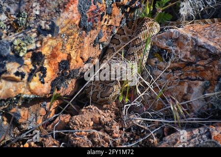 Große Klapperschlange Unterart von Crotalus lutosus. In der Sonne getarnt auf Felsen am Deer Creek Reservoir Wanderweg, Wasatch Stockfoto