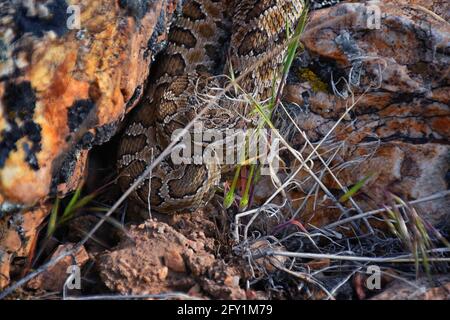 Große Klapperschlange Unterart von Crotalus lutosus. In der Sonne getarnt auf Felsen am Deer Creek Reservoir Wanderweg, Wasatch Stockfoto