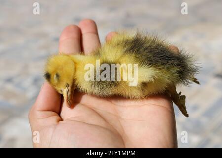 Starb Küken der Ente in der Hand, starb Baby Ente, starb Entchen Stockfoto
