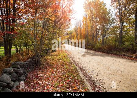 Landstraße gesäumt von Laubbäumen auf der Spitze der Herbstlaub an einem sonnigen Tag. Streulicht. Stockfoto