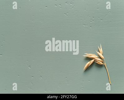 Haferohren auf blauem Hintergrund. Hafer für Haferflocken und Müsli. Stockfoto