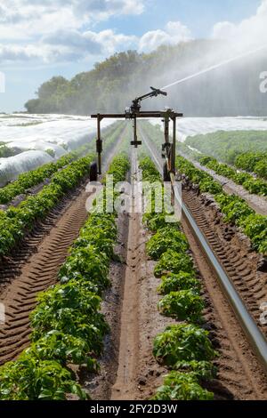 Wasser-Sprinkler zur Bewässerung von Kartoffelpflanzen auf einem Feld. Snape, Suffolk. VEREINIGTES KÖNIGREICH. Stockfoto