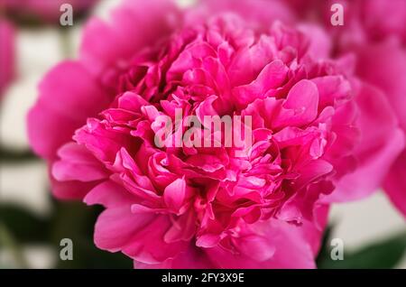 Schöne rosa Peonie Blume auf hellem Hintergrund. Pfingstrosen-Blumenstrauß Stockfoto