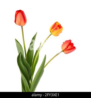 Tulpenblüten mit Blättern, isoliert auf weißem Hintergrund. Wunderschöne Frühlingsblumen. Stockfoto