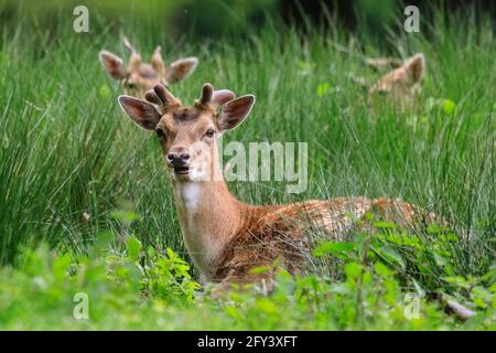 Duelmen, NRW, Deutschland. Mai 2021. Eine Gruppe Damhirschböcke (Dama dama, Männchen) entspannen sich an diesem Abend im frischen und langen, nassen Gras des Duelmen Nature Reserve. Ihre Geweihe sind mit Samt bedeckt, dem verschwommenen Fell, das Nährstoffe und Blutfluss liefert, während sie wachsen, und das später vergossen wird, wenn das Geweih verhärtet. Kredit: Imageplotter/Alamy Live Nachrichten Stockfoto