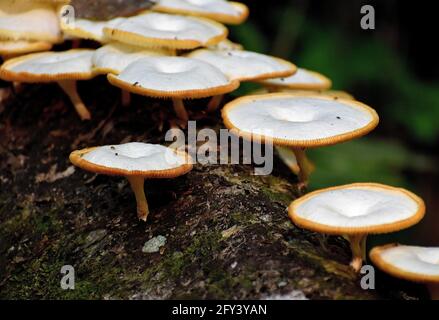 Weiße Pilze wachsen auf einer toten Baumrinde in einem Regenwald im nördlichen Teil von Trinidad. Stockfoto