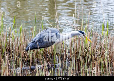 Graureiher (ardea cinerea) Auf der Suche nach Nahrung in einem Schilfbett Stockfoto