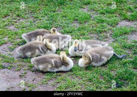 Sechs vor kurzem geschlüpfte Kanadagänse-Gänseküken, die sich auf dem zusammenhuschen Gras Stockfoto