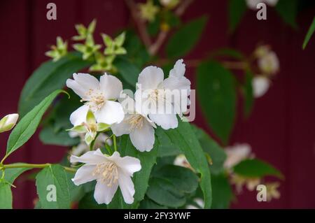 Makroaufnahme Der Jasminblume. Selektiver Fokus. Jasminblüten blühen im Busch, Sommerfoto Stockfoto