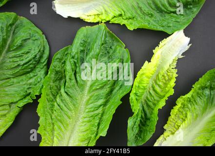 Frischer Romaine oder Cos-Salat, grünes Blattgemüse auf schwarzem Hintergrund. Draufsicht, horizontaler Bildstil. Stockfoto