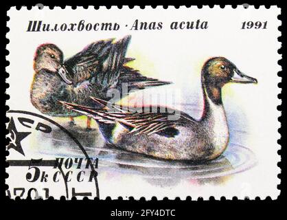 MOSKAU, RUSSLAND - 31. AUGUST 2019: In der Sowjetunion (Russland) gedruckte Briefmarke zeigt Northern Pintail (Anas acuta), Ducks Serie, um 1991 Stockfoto