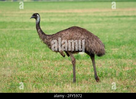 EMU (Dromaius novaehollandiae) auf dem sprießenden Stoppelfeld im Südosten von Queensland, Australien Januar Stockfoto