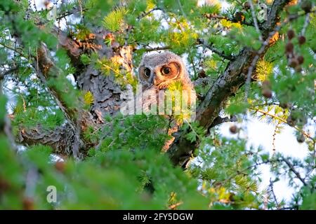 Große gehörnte Eulenohraume thront in einem grünen Baum Kanada Stockfoto