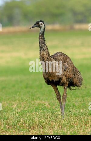 Emu (Dromaius novaehollandiae) Nahaufnahme von Männchen auf üppiger Weide im Südosten von Queensland, Australien Januar Stockfoto