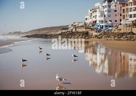 Dakhla, MAROKKO - 18. JANUAR 2020: Eine braune Möwe vor dem Ozean mit Häusern im Hintergrund Stockfoto