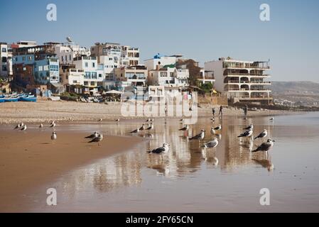 Dakhla, MAROKKO - 18. JANUAR 2020: Eine braune Möwe vor dem Ozean mit Häusern im Hintergrund Stockfoto