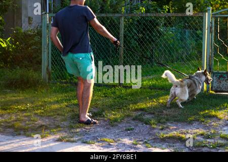 Unschärfe junger Mann zu Fuß mit einem Hund, sibirische laika Husky, im Dorf, auf dem Land. Weite Trittstufe, Rückansicht. Das Haustier schleppt den Besitzer. Verschwommene Straße Stockfoto